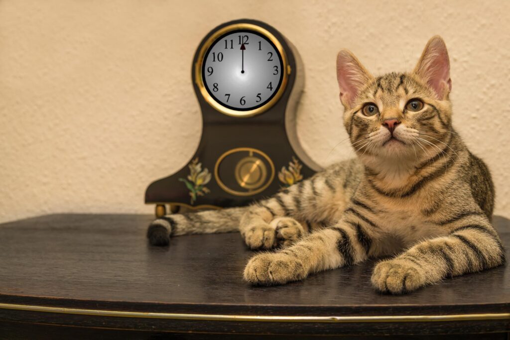 Cat & Clock