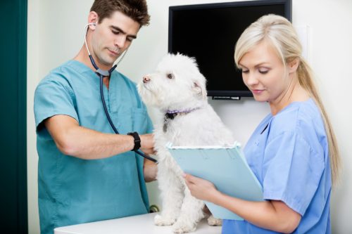 male-vet-listening-to-dog's-heart-while-female-vet-tech-takes-notes