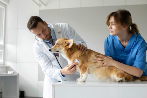 female-vet-tech-assisting-male-vet-examining-corgi-dog-at-clinic