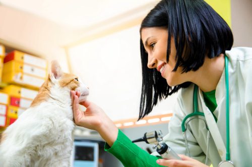 happy-female-vet-examining-cat-at-clinic